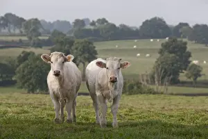 Charolais: Two weanlings Charolais calves in the meadow near Charolles
