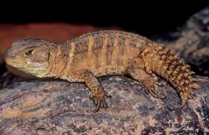 Weapon: Weapon-tail Lizard