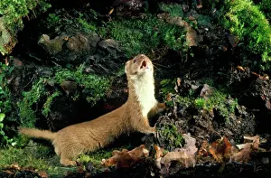 Weasels: Weasel