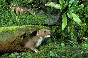 Weasels: WEASEL