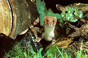 Weasels: Least Weasel
