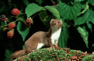 Weasels: Least Weasel