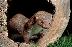 Weasels: Least Weasel