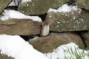 Weasels: Weasel