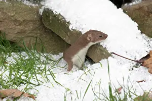 Weasels: Weasel