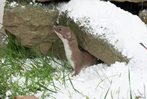 Weasels: Weasel