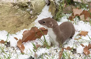 Weasel: Weasel