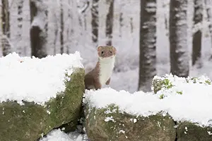 Weasel: Weasel