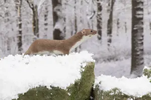 Weasel: Weasel