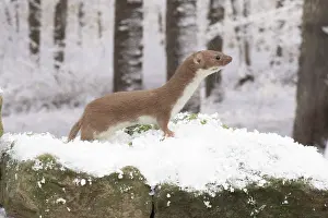 Weasel: Weasel