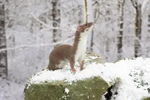 Scenting: Weasel