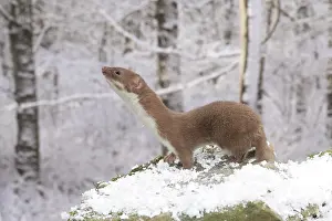 Scenting: Weasel