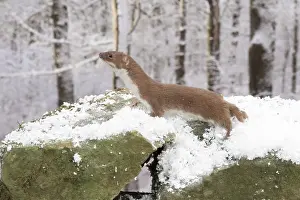 Weasel: Weasel