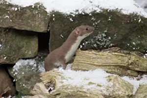 Weasel: Weasel