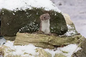 Weasel: Weasel