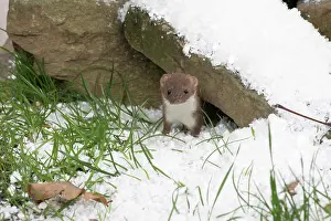 Weasel: Weasel