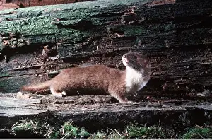 Weasel: WEASEL