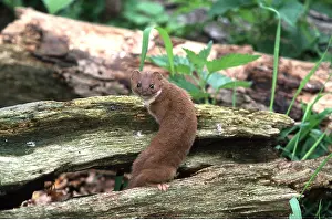 Weasel: WEASEL - climbing on wood