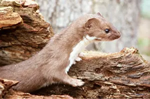 Emerges: WEASEL - emerges from hollow log