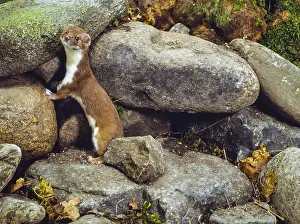 030518: Weasel - at entrance to burrow in rocks - UK