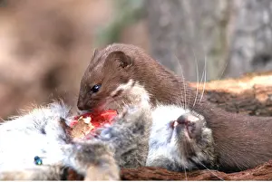 Killing: WEASEL - feeding on rabbit