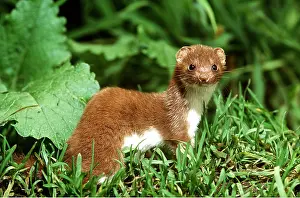 Weasel: WEASEL - amongst foliage