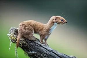 Weasel: Weasel - Log - UK