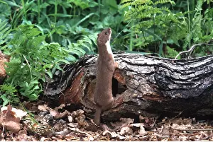 Weasel: WEASEL - looking up, on log