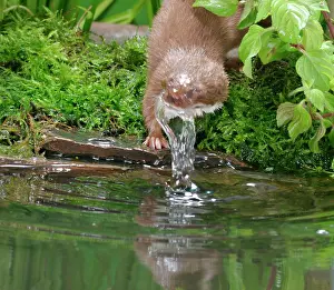 Weasels: Weasel - Male bathing