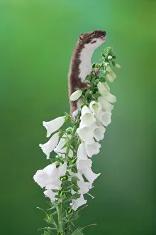 Brian Bevan: Weasel - male climbing foxglove