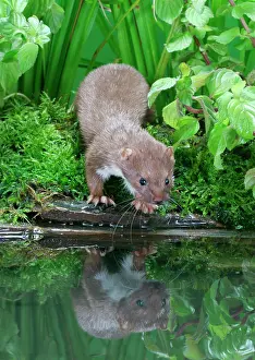 Weasels: Weasel - Male about to drink from pool