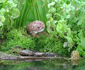 Weasels: Weasel - Male with frog in pool
