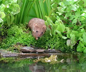 Weasels: Weasel - Male with frog in pool