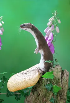 Foxgloves: Weasel - male on fungus