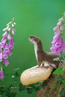 Foxgloves: Weasel - male on fungus