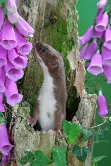 Foxgloves: Weasel - male in hollow stump