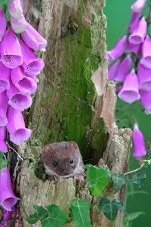 Foxgloves: Weasel - male in hollow stump