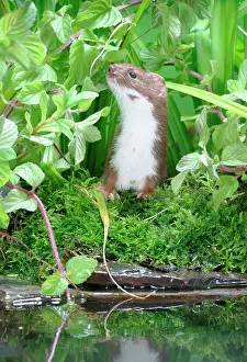 Weasels: Weasel - Male looks up by water