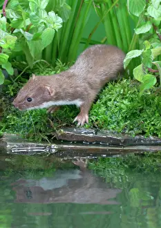 Weasels: Weasel - male by water