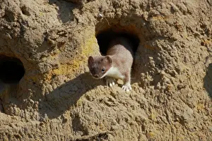 Raiding: Weasel - Raiding Sand Martin Nests