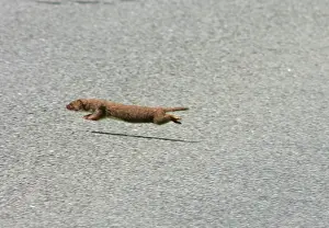 Richard Porter: Weasel - running