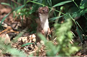 Weasel: WEASEL - standing upright