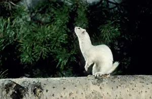 Weasels: Weasel in white winter fur - adult