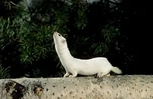 Weasels: Weasel in white winter fur - adult