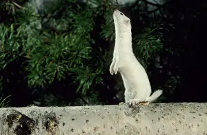 Weasels: Weasel in white winter fur - adult