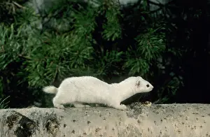 Weasels: Weasel - in white winter fur, adult; common predator