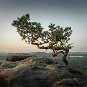 Saxon: Weather Pine, Pine on the Lilienstein, Saxon Switzerland