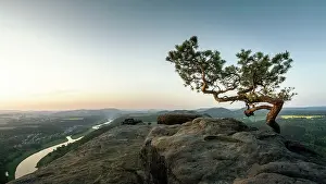 Saxon: Weather Pine, Pine on the Lilienstein, Saxon Switzerland
