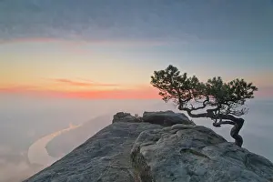 Table: Weather pine at sunrise above the morning fog at