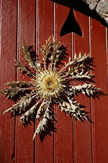 Thistle: Weather thistle (Carlina acanthifolia) nailed on